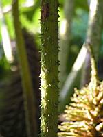 Ceratostigma Plumbaginoides (fam Plumbaginacees) (Chine) (5) (Photo F. Mrugala)